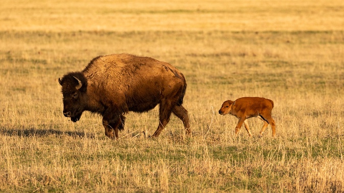 A photo shows a buffalo cow and her calf walking across a field of parched grasses.