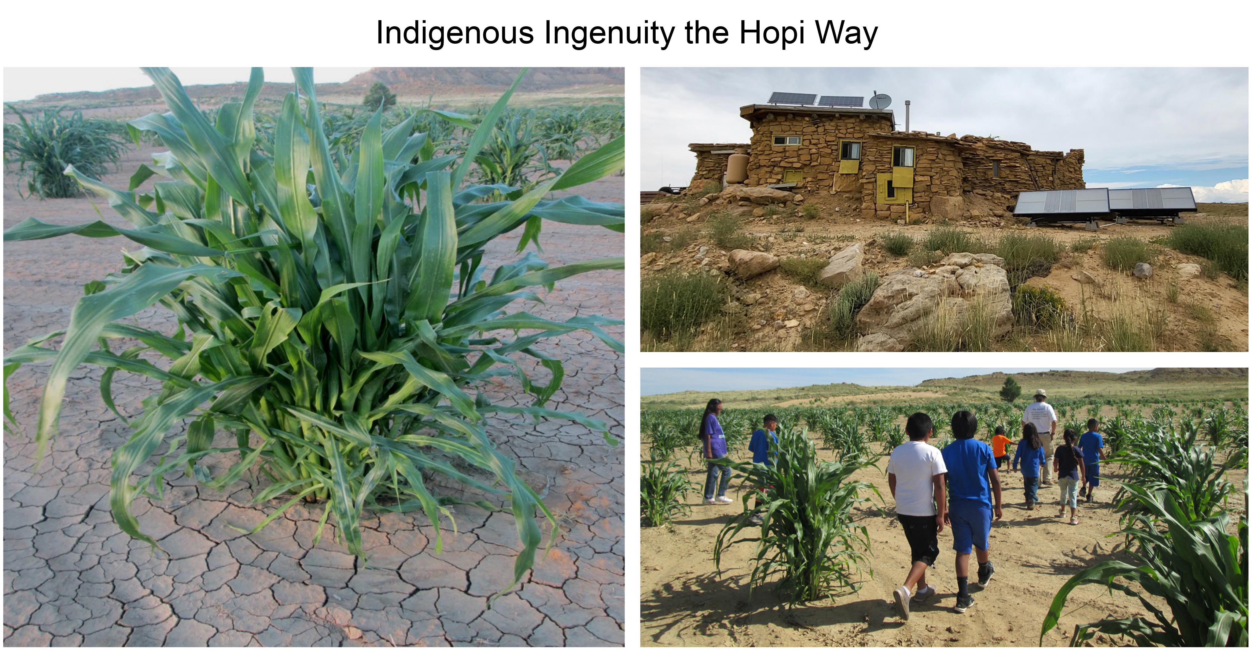 Indigenous Ingenuity the Hopi Way