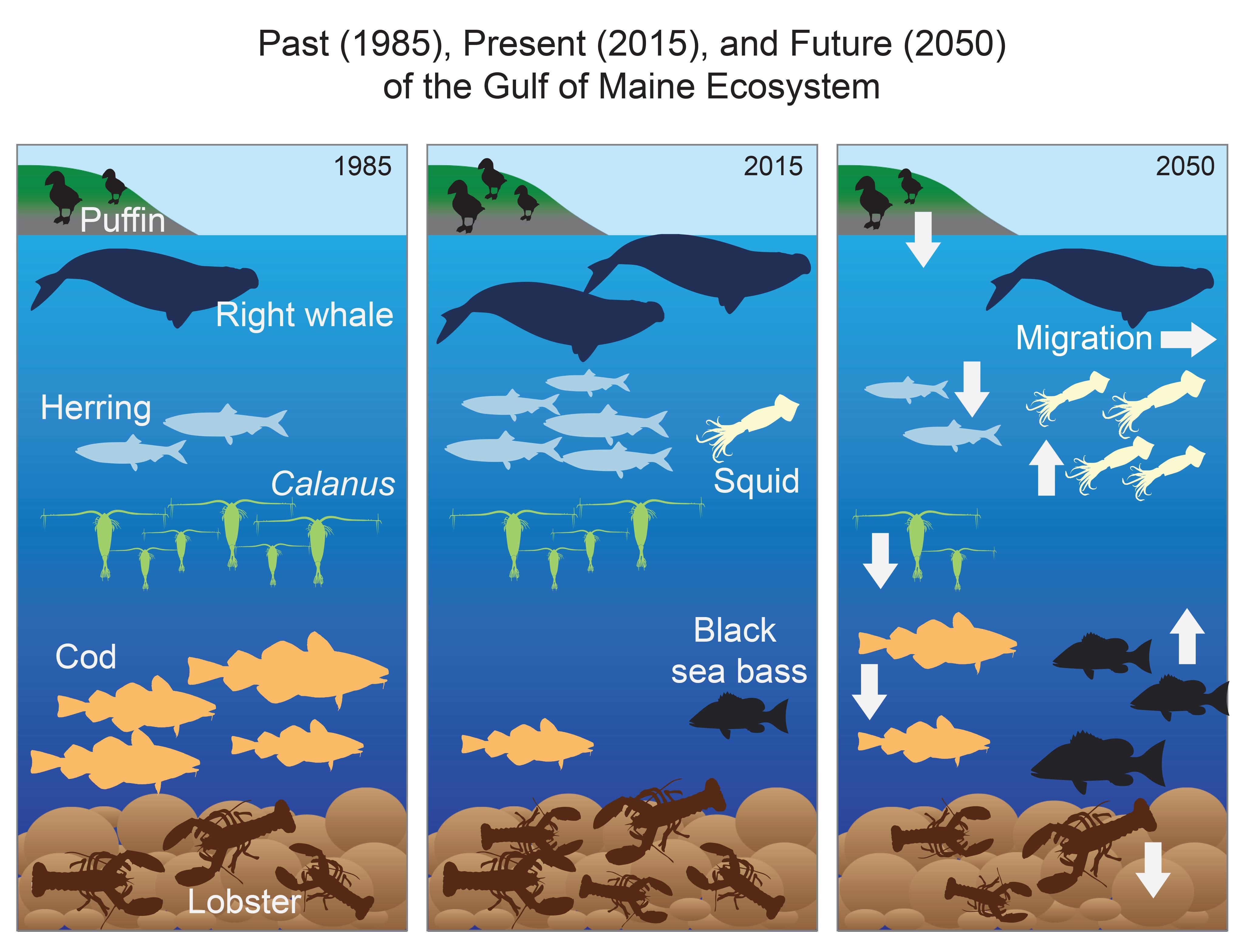 Past (1985), Present (2015), and Future (2050) of the Gulf of Maine Ecosystem
