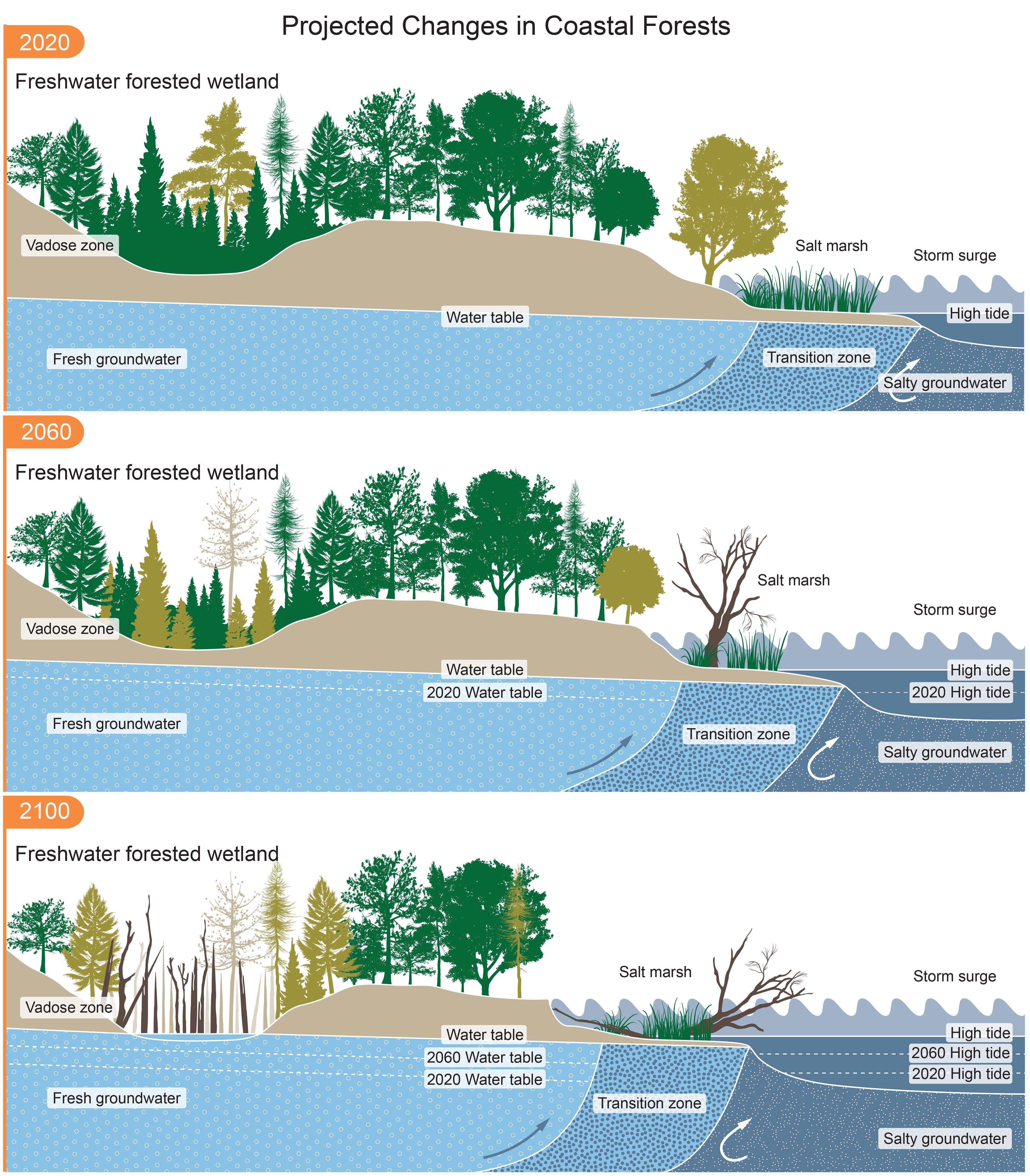 Projected Changes in Coastal Forests