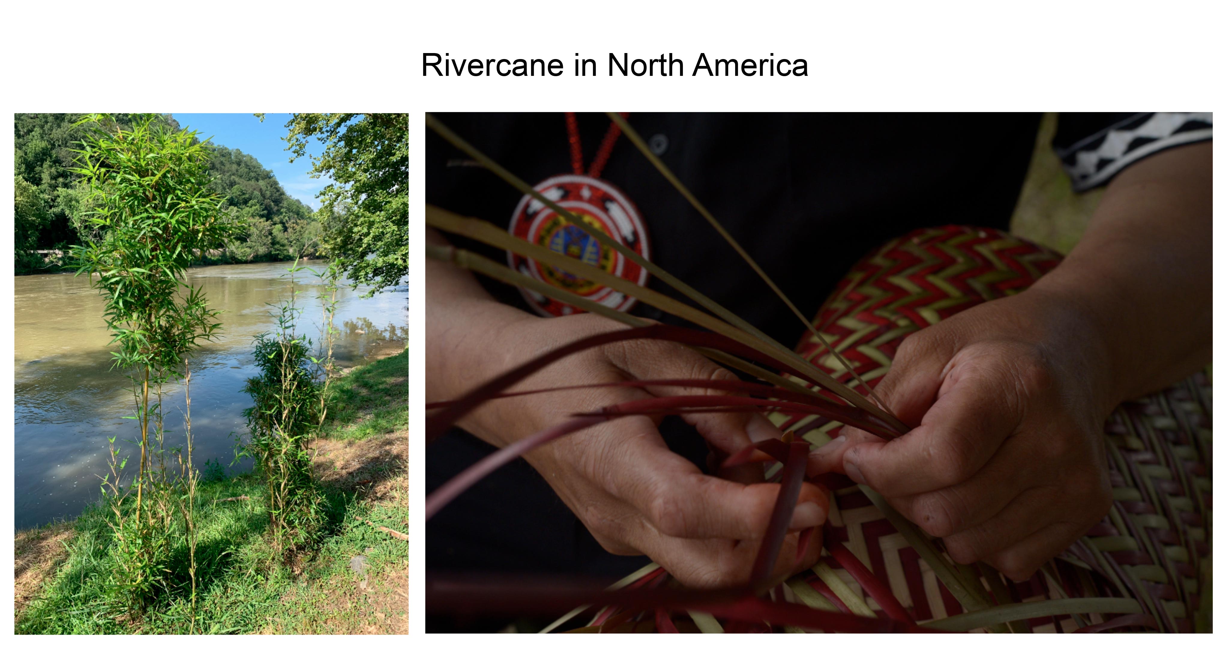 Rivercane in North America