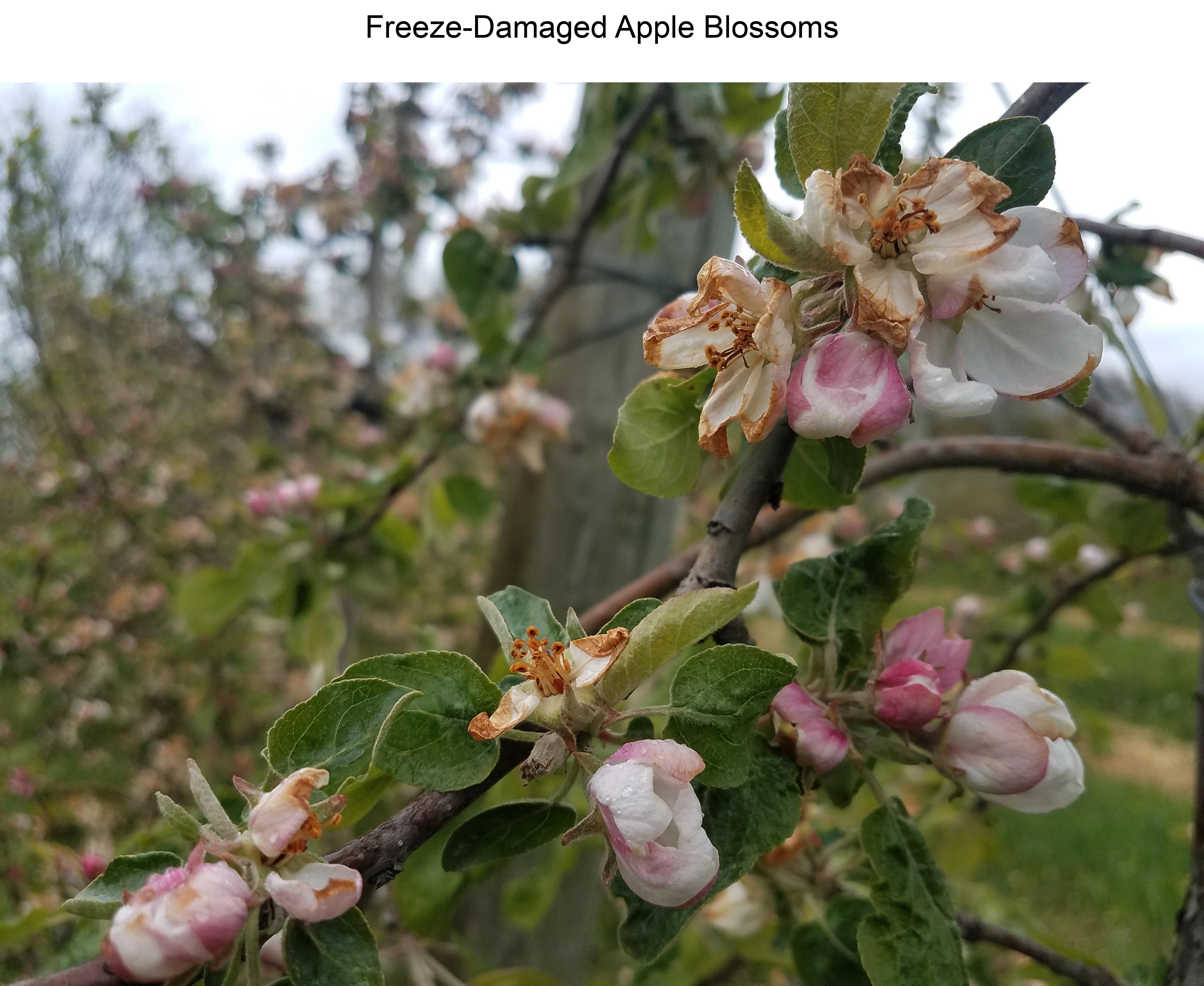 Freeze-Damaged Apple Blossoms