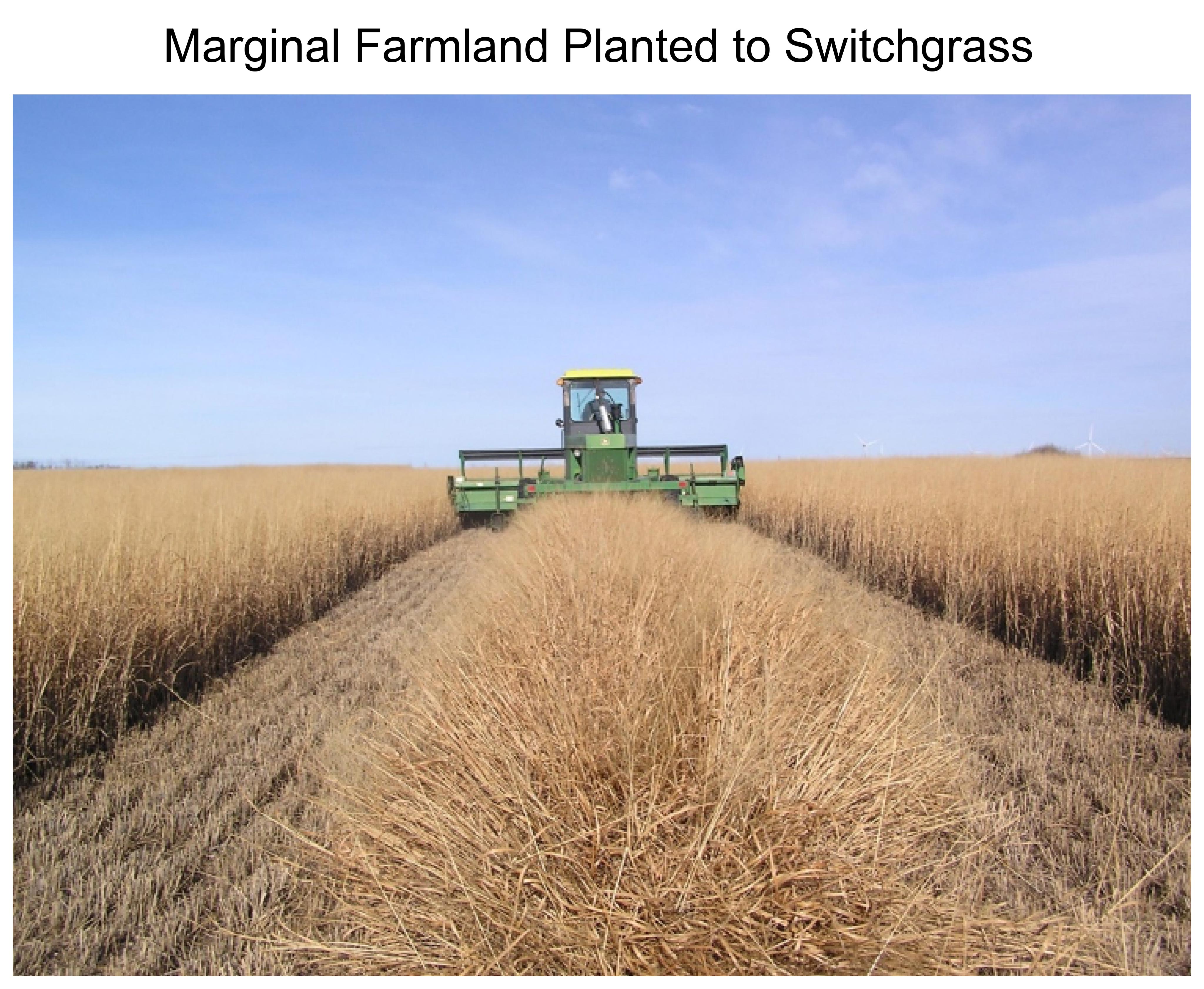 Marginal Farmland Planted to Switchgrass