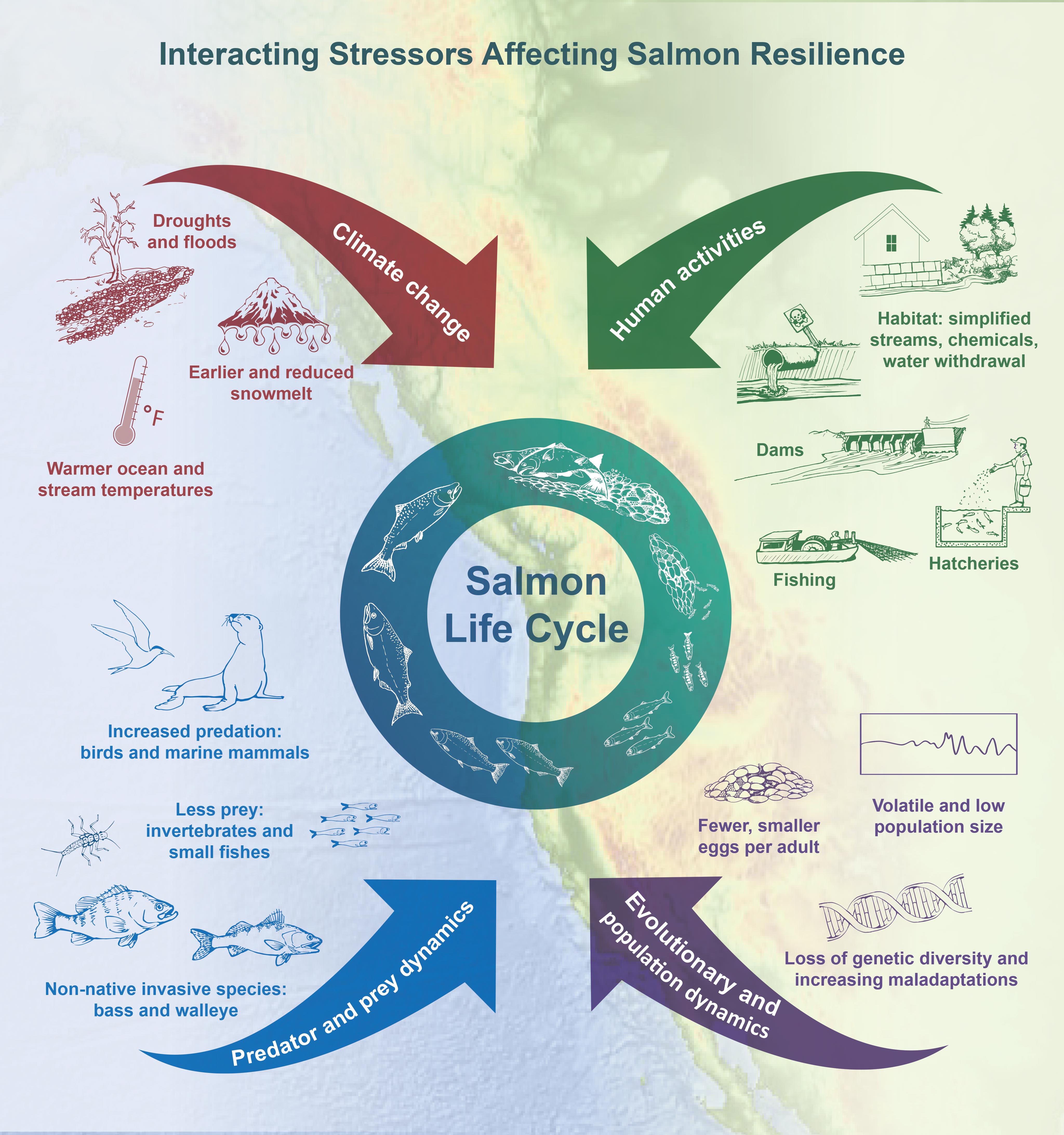 Interacting Stressors Affect Salmon Resilience