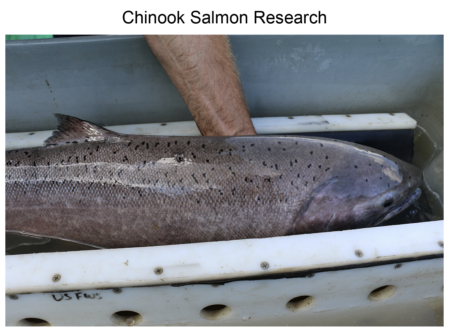 Chinook Salmon Research
