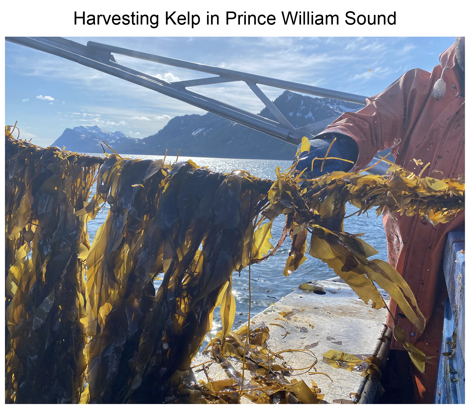 Harvesting Kelp in Prince William Sound