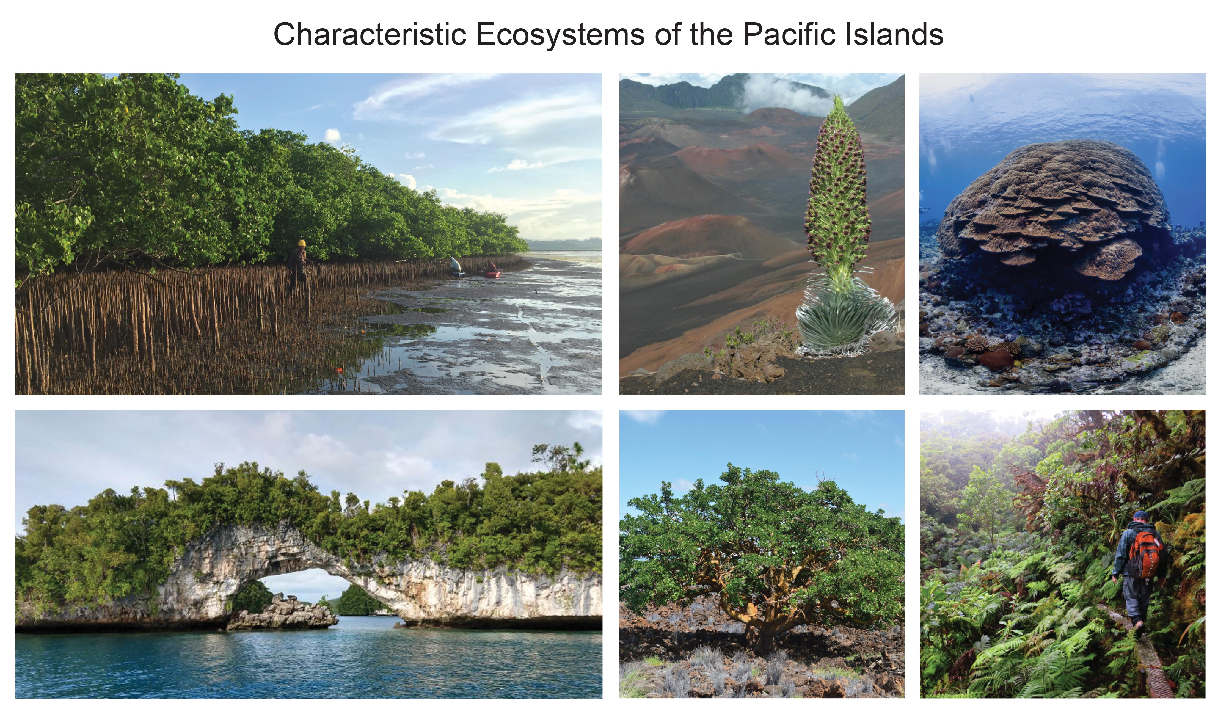 Characteristic Ecosystems of the Pacific Islands