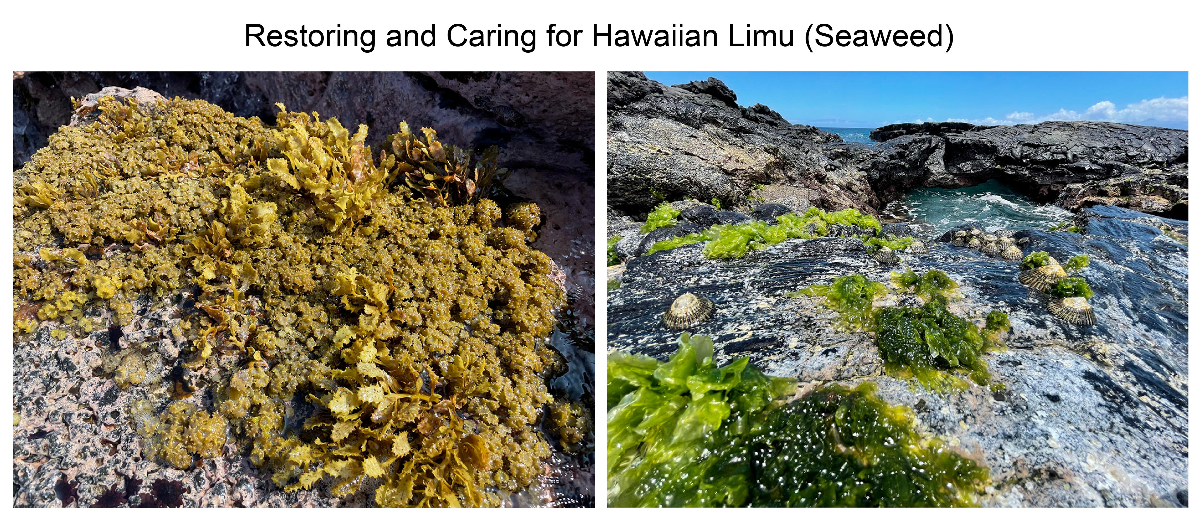 Restoring and Caring for Hawaiian Limu (Seaweed)