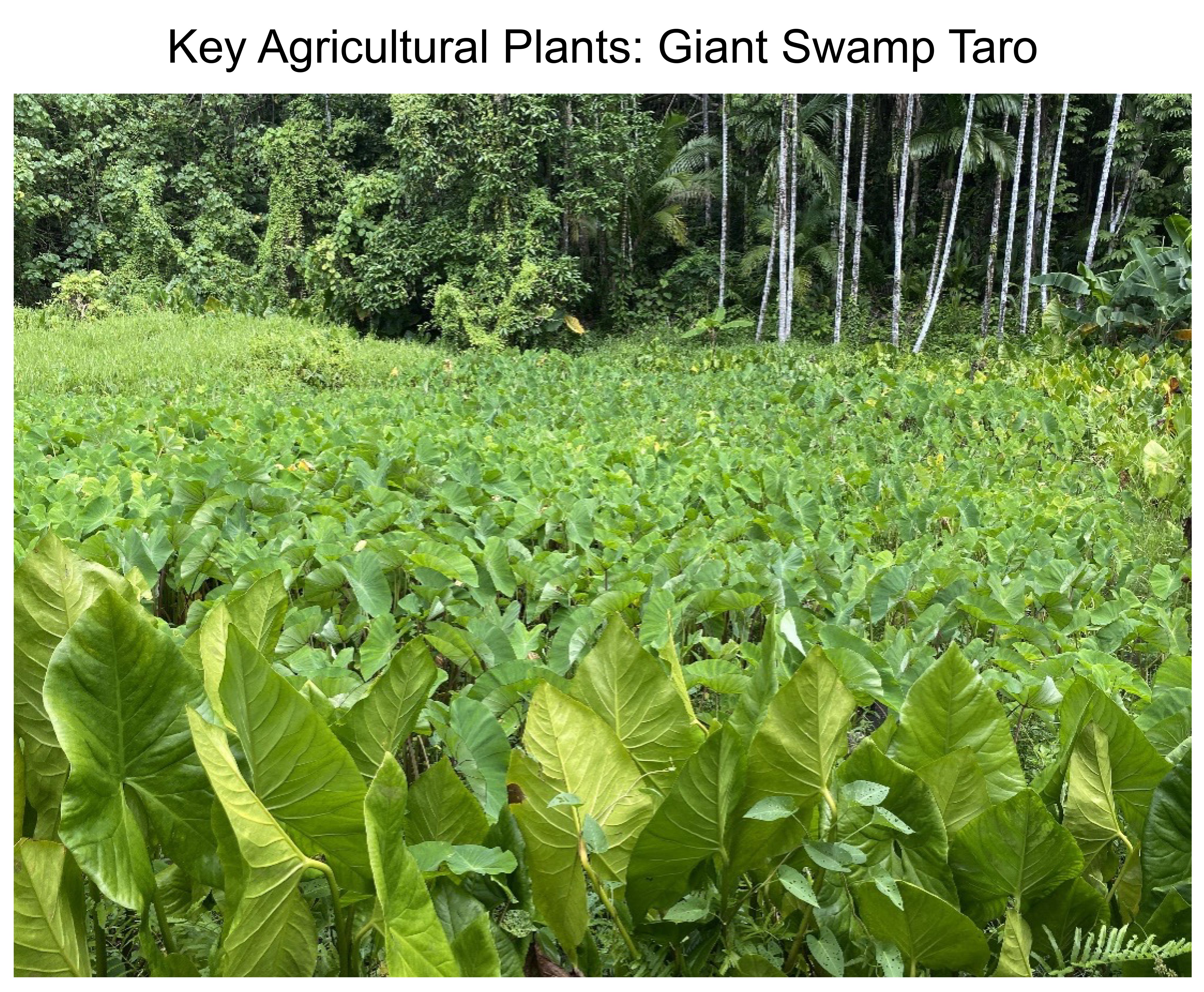 Key Agricultural Plants: Giant Swamp Taro
