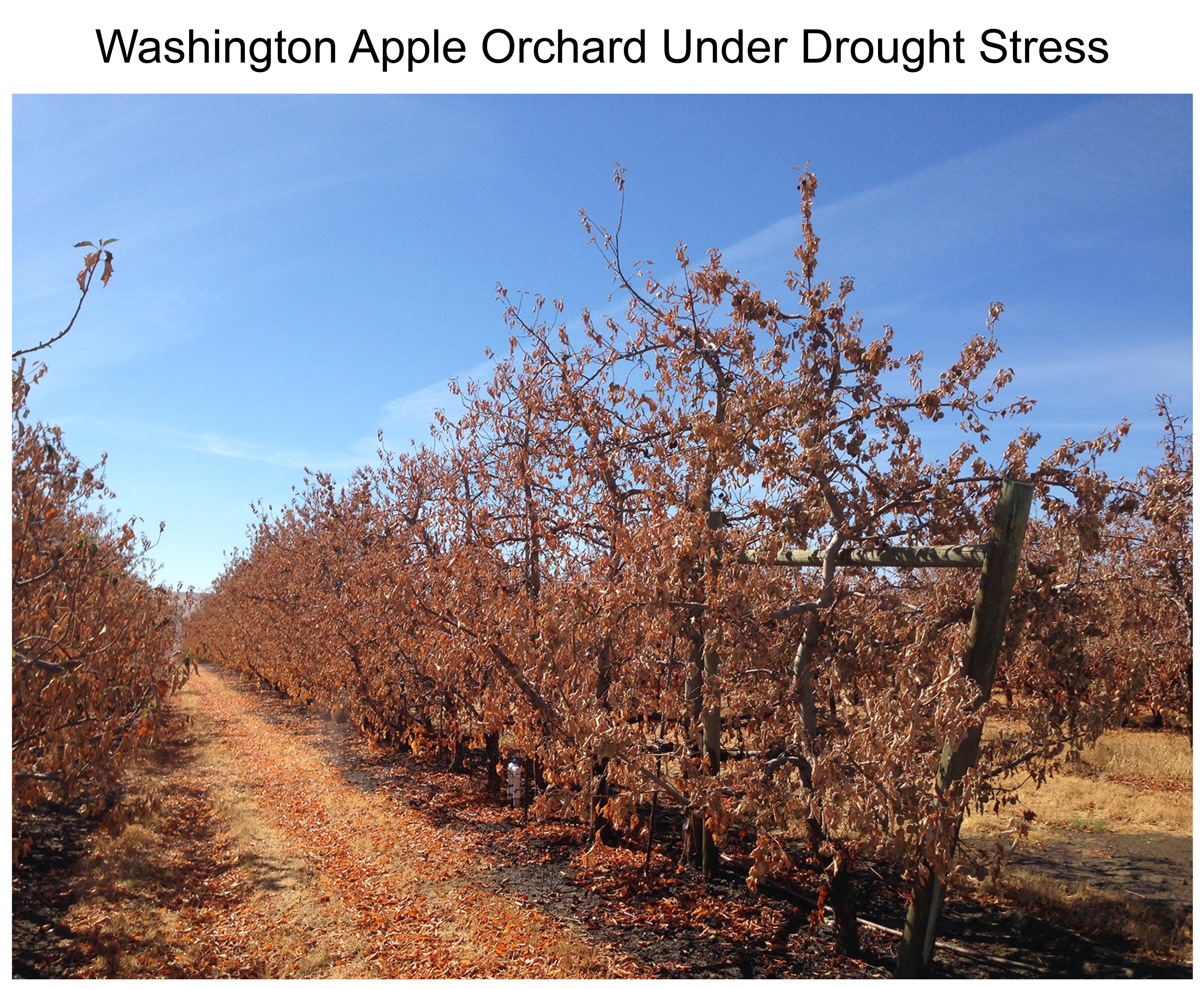 Washington Apple Orchard Under Drought Stress