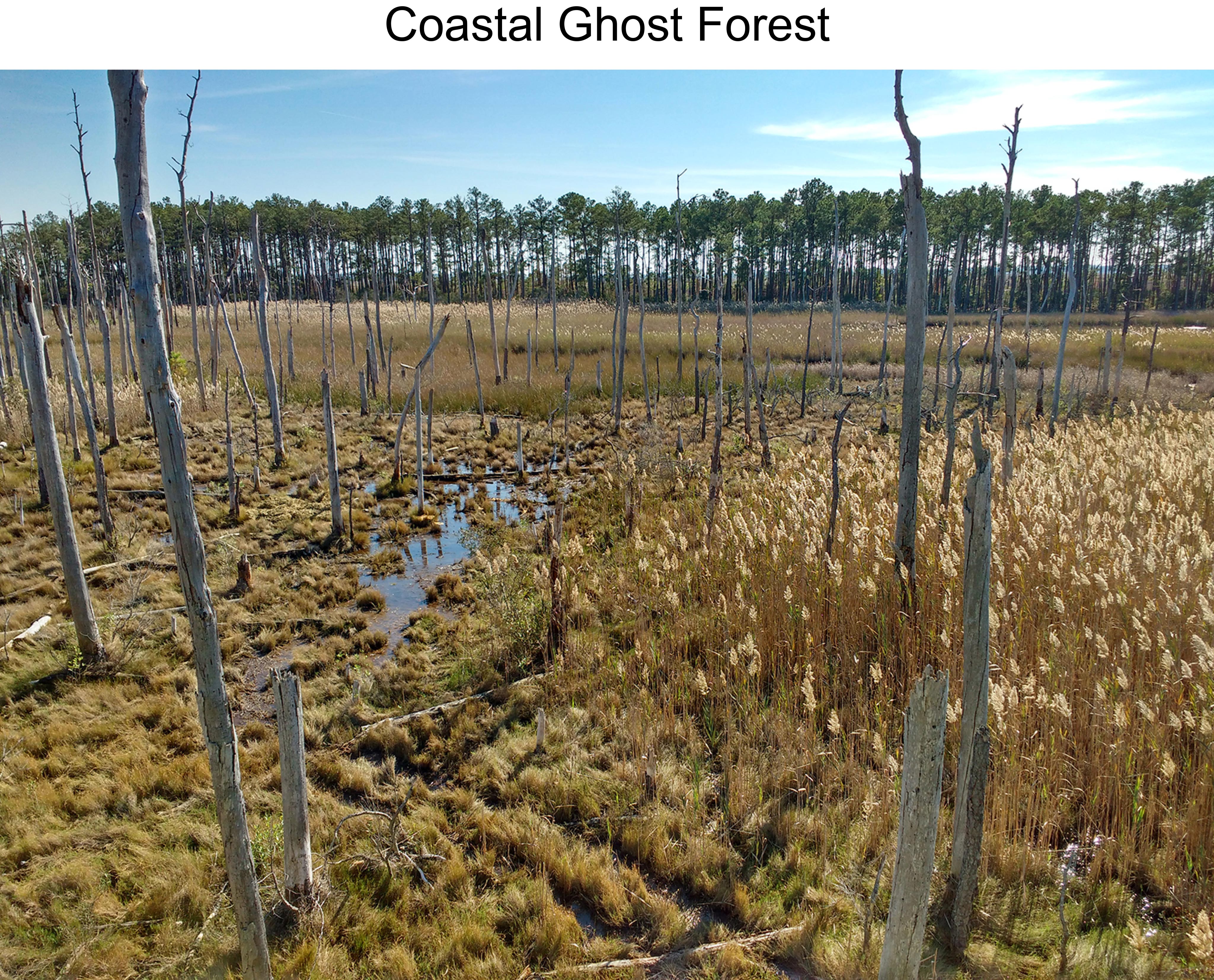 Coastal Ghost Forest