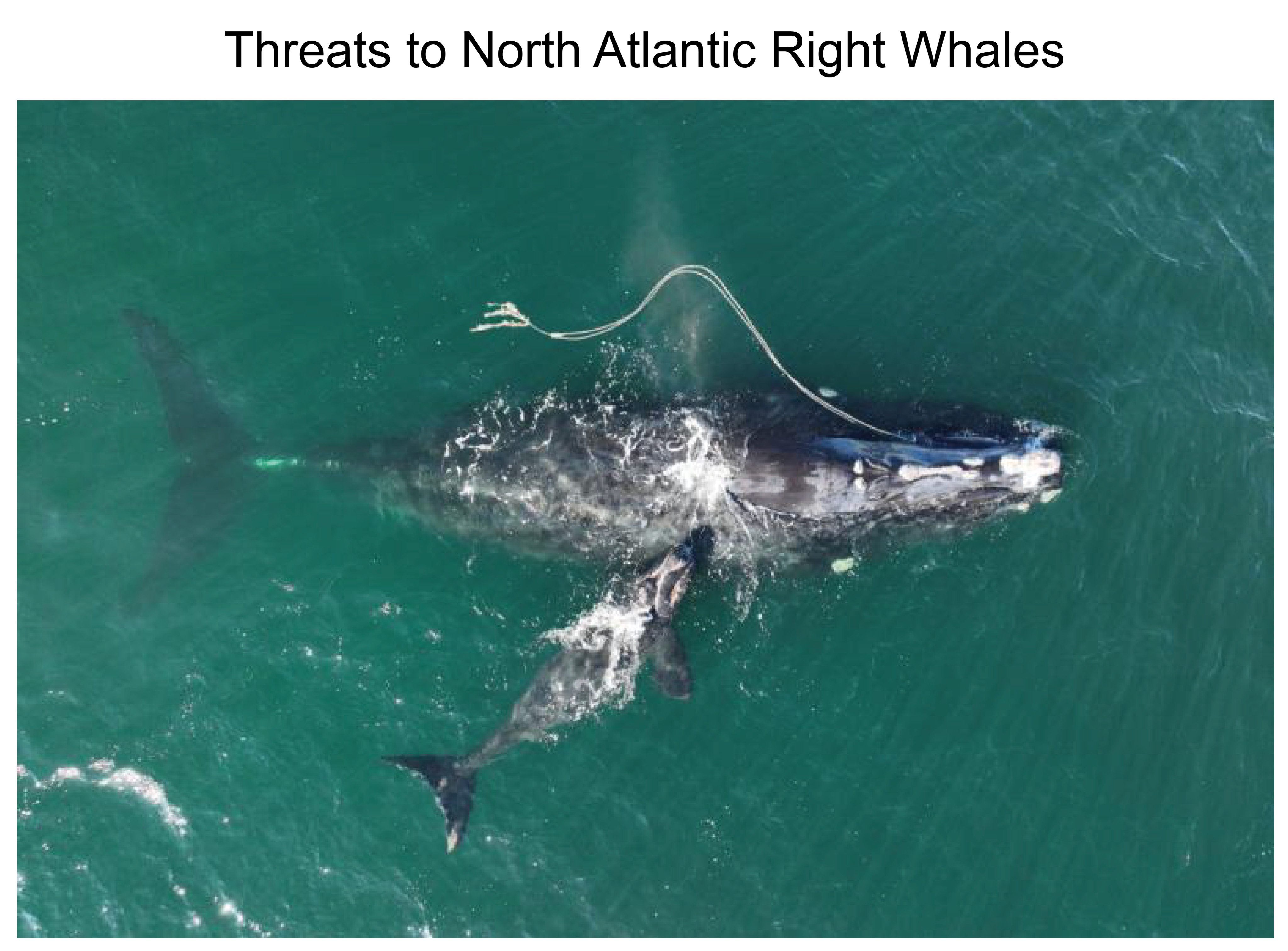 Threats to North Atlantic Right Whales