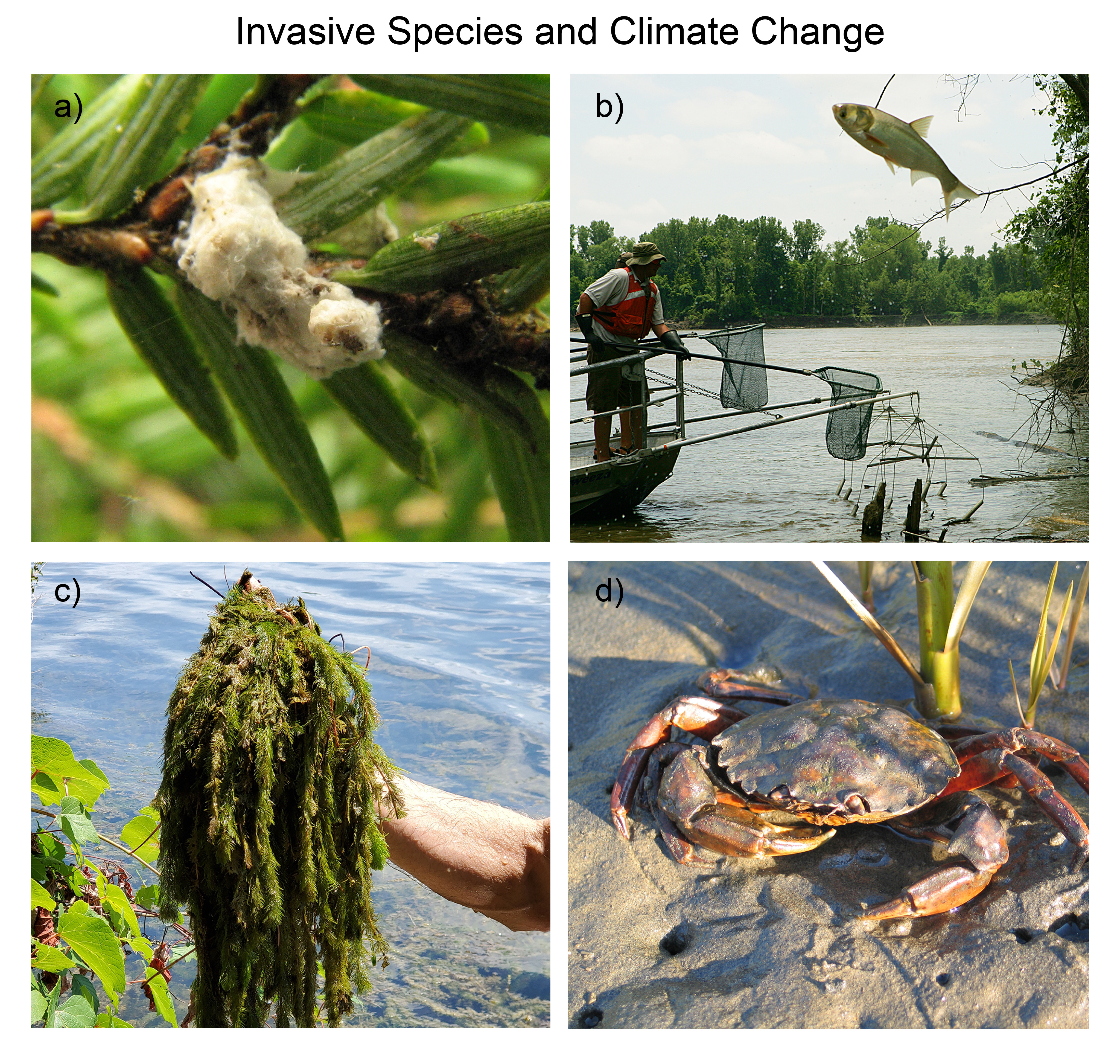 Invasive Species and Climate Change