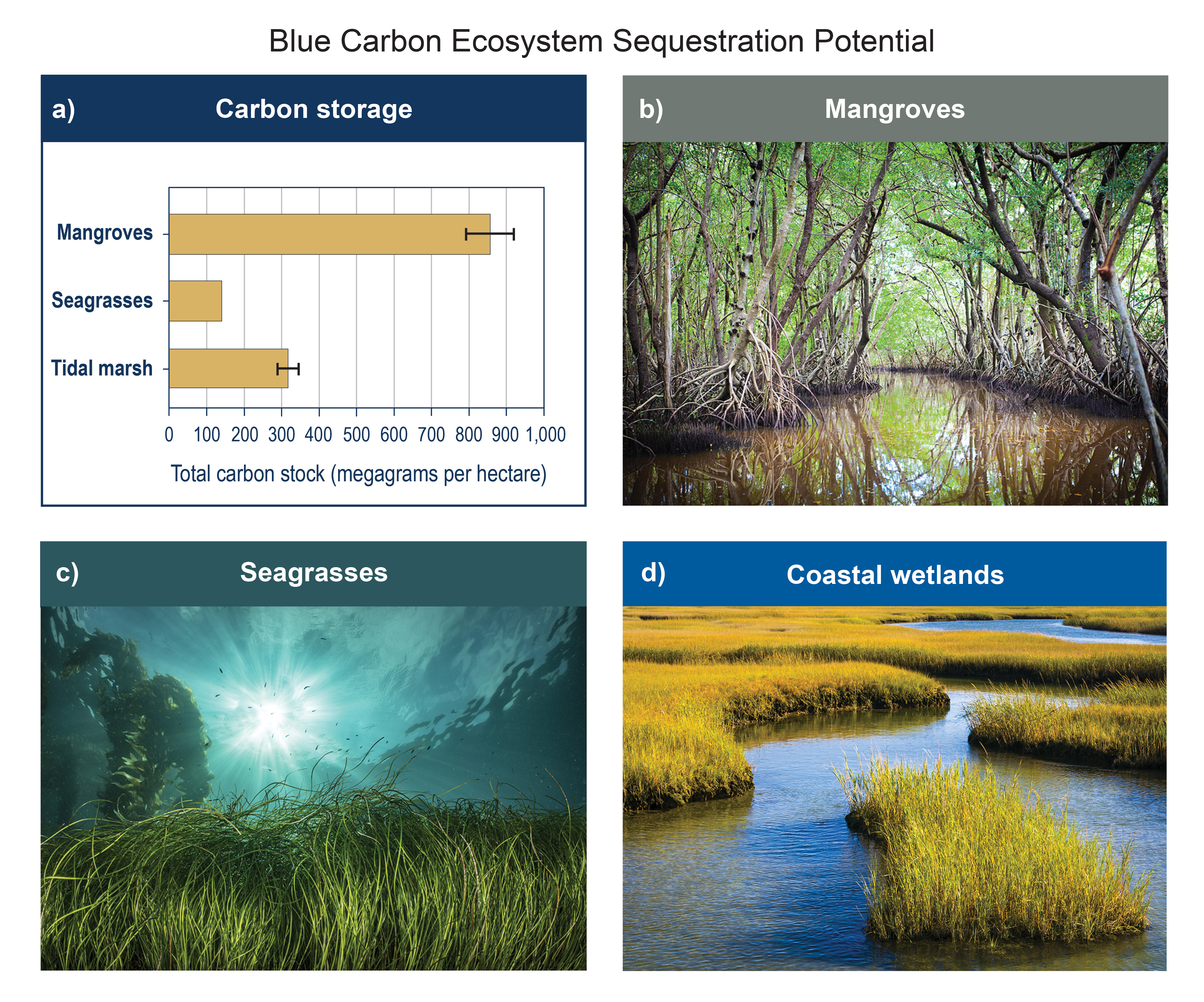 Blue Carbon Ecosystem Sequestration Potential